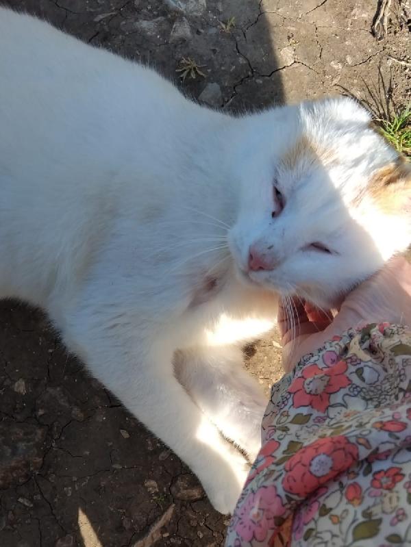 UBER, micione FIV+ Foto 5